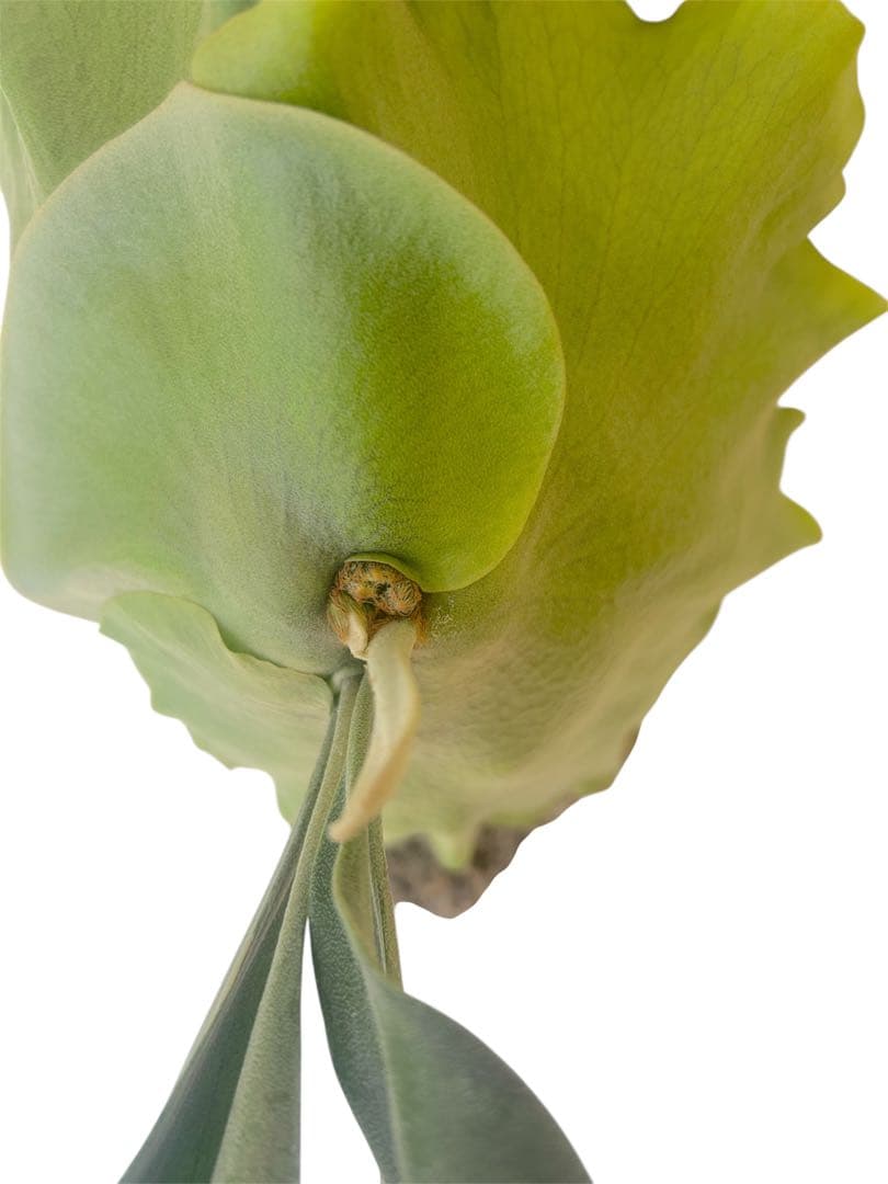 コウモリラン　ビカクシダ　サタヒップ　P.Hillii sattahip OC