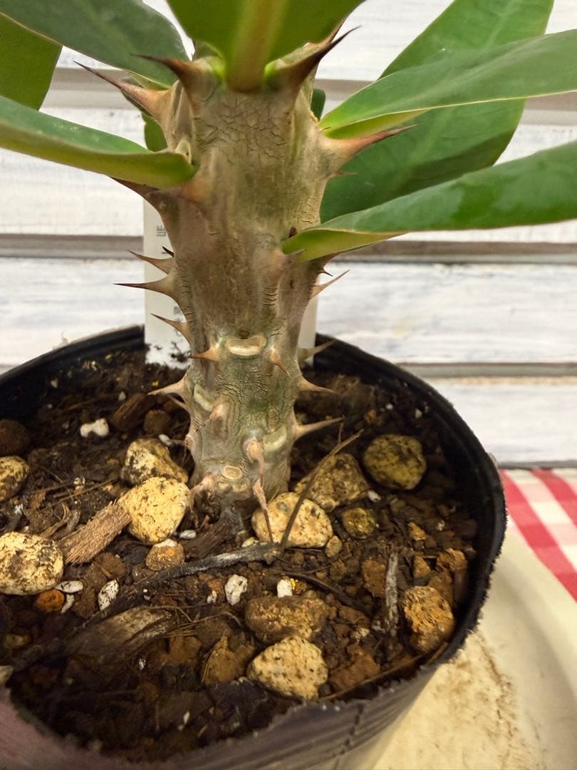 ハナキリン八福神 ポット鉢土付き苗 お届け後このまま飾れます 現品