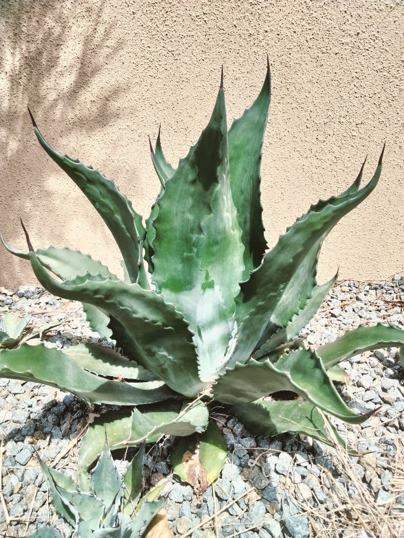 アガベ エメラルドジャイアント 子株1株 オバティフォリア