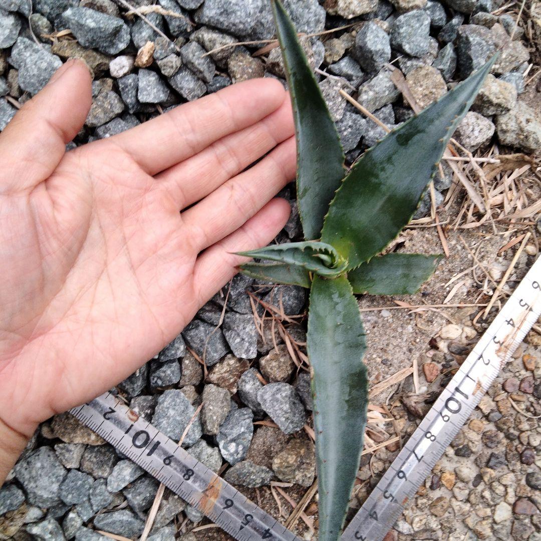 アガベ エメラルドジャイアント 子株1株 オバティフォリア