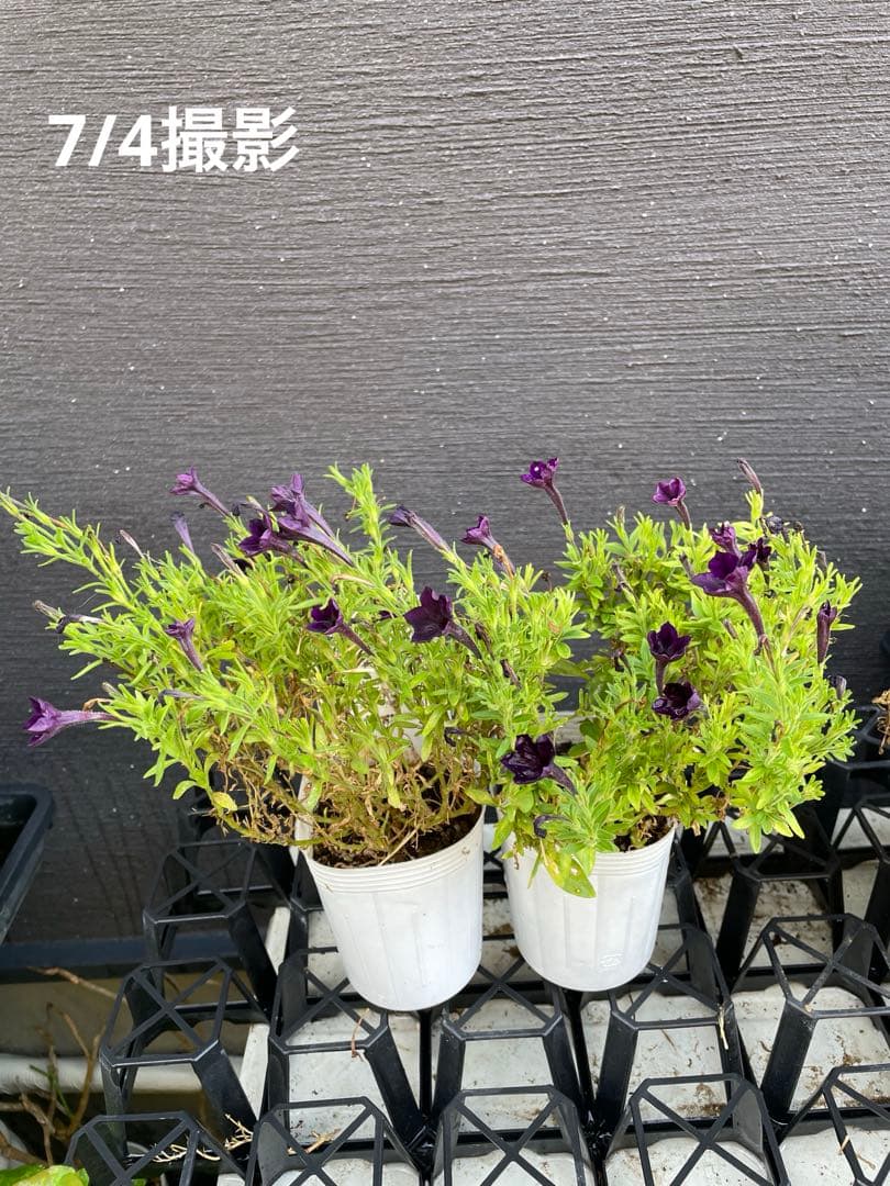 【花苗】ペチュニア　テヌート　極小輪　立ち性　ポットごと発送