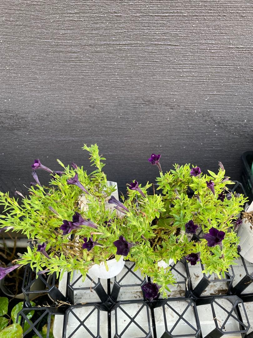 【花苗】ペチュニア　テヌート　極小輪　立ち性　ポットごと発送