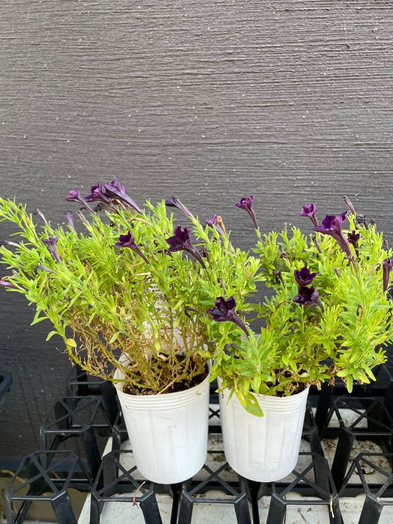 【花苗】ペチュニア　テヌート　極小輪　立ち性　ポットごと発送