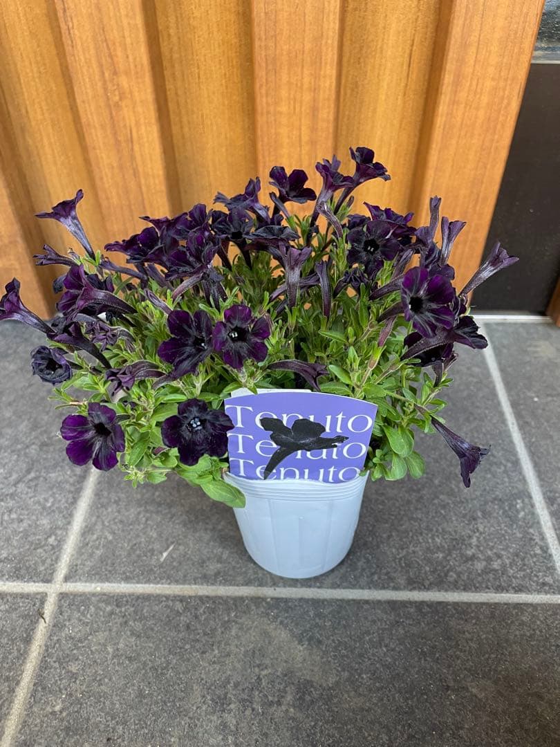 【花苗】ペチュニア　テヌート　極小輪　立ち性　ポットごと発送