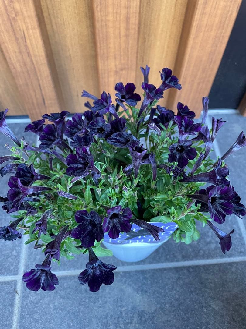 【花苗】ペチュニア　テヌート　極小輪　立ち性　ポットごと発送