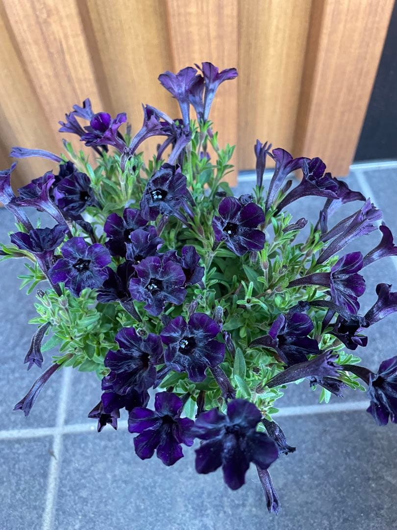 【花苗】ペチュニア　テヌート　極小輪　立ち性　ポットごと発送