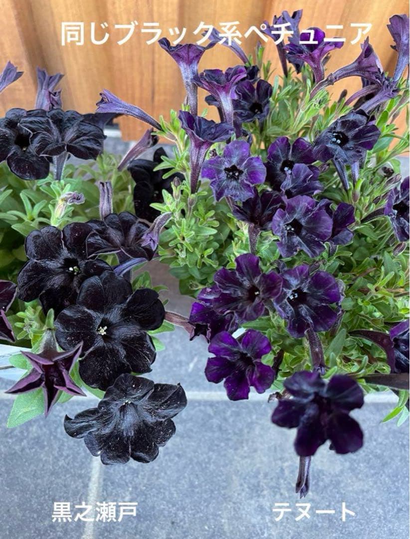【花苗】ペチュニア　テヌート　極小輪　立ち性　ポットごと発送