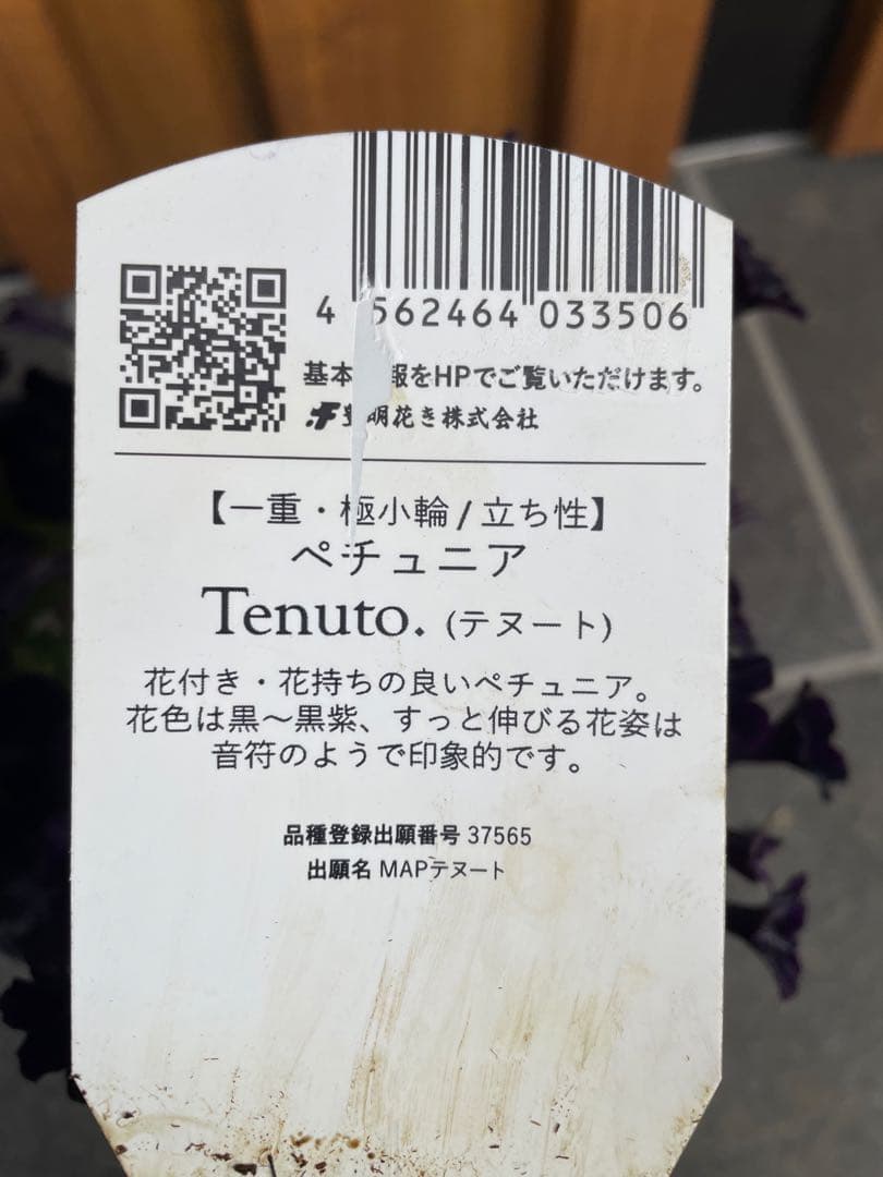 【花苗】ペチュニア　テヌート　極小輪　立ち性　ポットごと発送