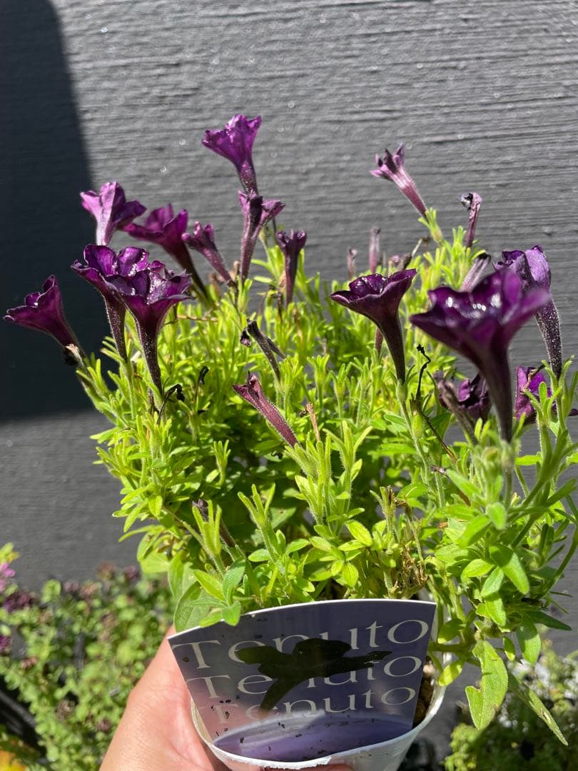 【花苗】ペチュニア　テヌート　極小輪　立ち性　ポットごと発送