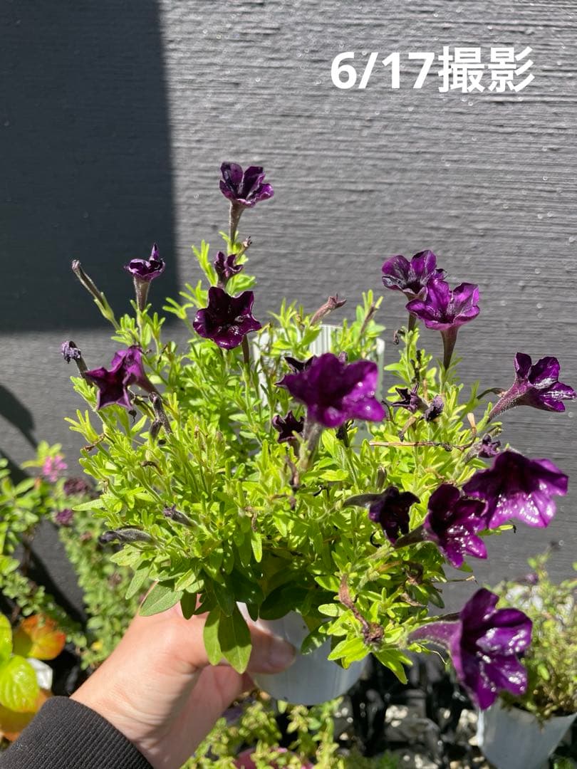 【花苗】ペチュニア　テヌート　極小輪　立ち性　ポットごと発送