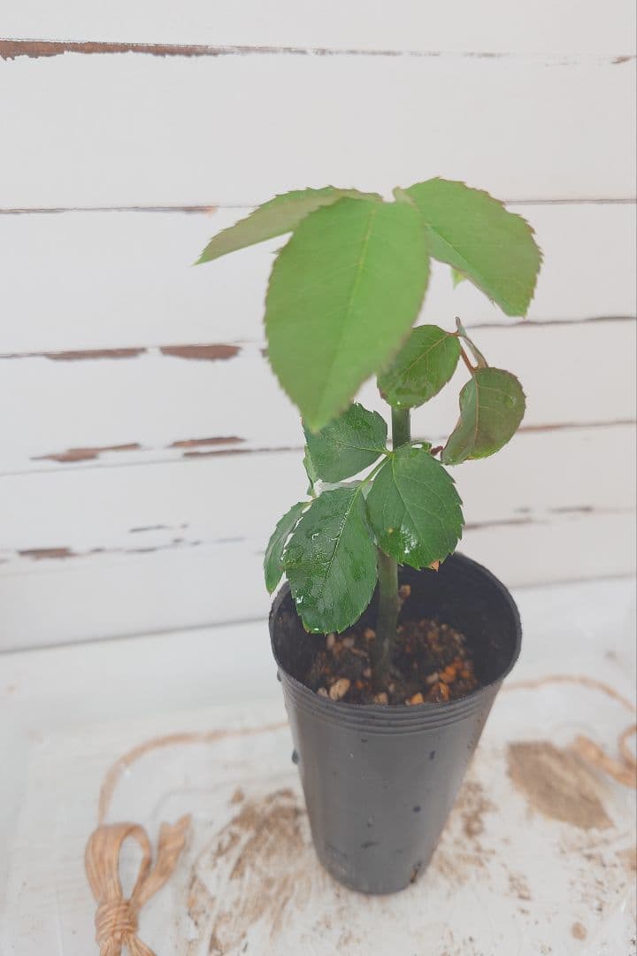 ❀Aliceꫂ ၴႅၴさま❀　バラ　苗　切り花品種　幻想的な色あい　 る