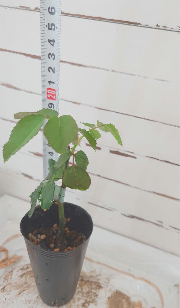 ❀Aliceꫂ ၴႅၴさま❀　バラ　苗　切り花品種　幻想的な色あい　 る