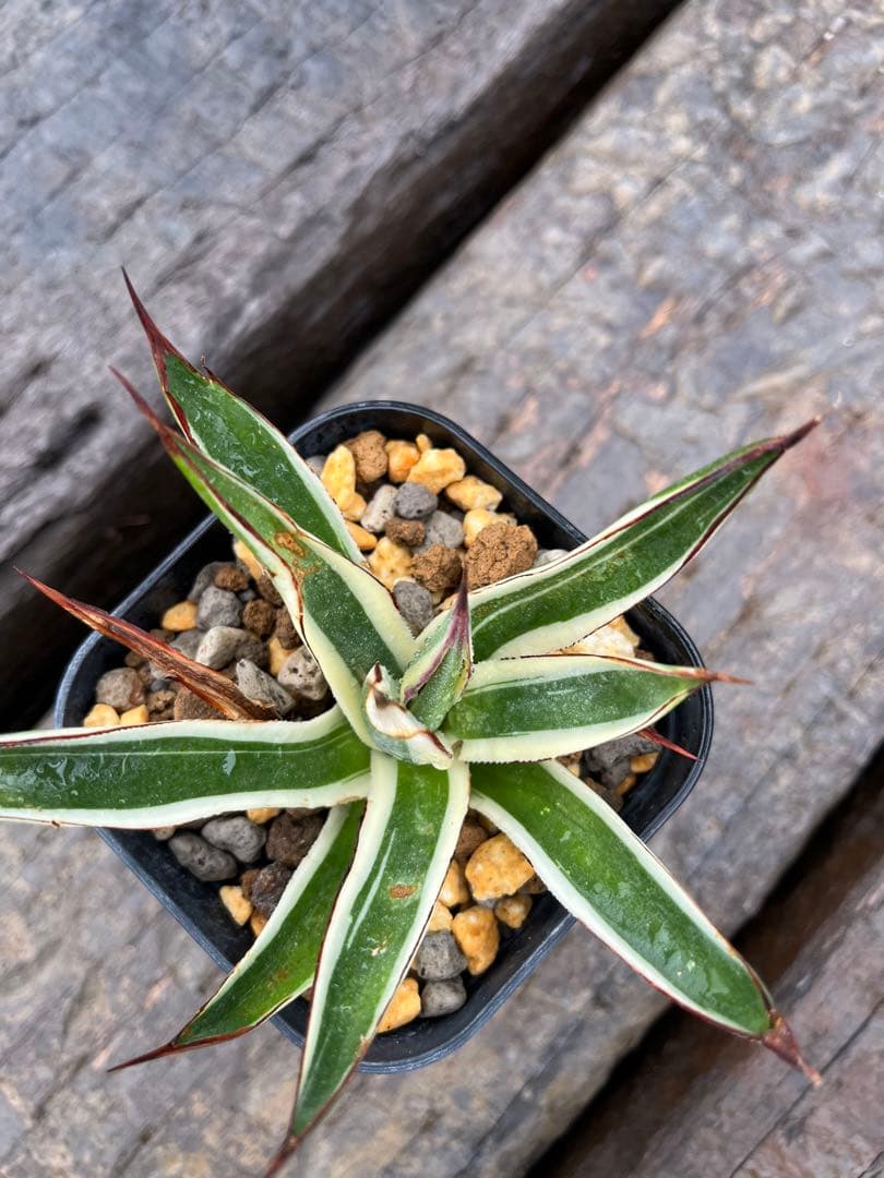 アガベ スノーグロー錦 耐寒性斑入り品種 発根済み 早い者勝ち - メルカリ