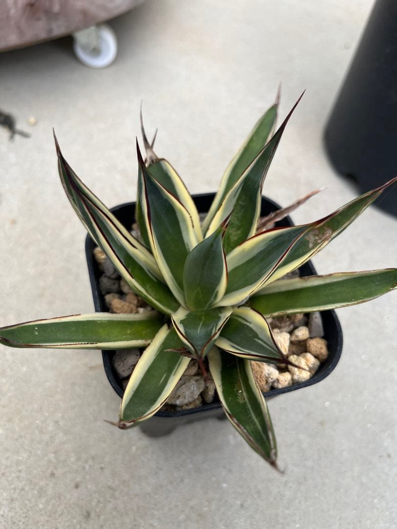 アガベ スノーグロー錦 耐寒性斑入り品種 発根済み 早い者勝ち - メルカリ