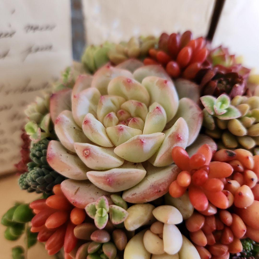 多肉植物寄せ植え そのまま飾れる とりさん付きブリキ♪︎ - メルカリ