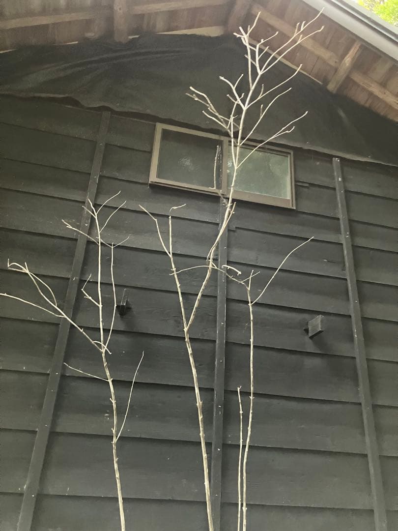 84 山採り　アオダモ