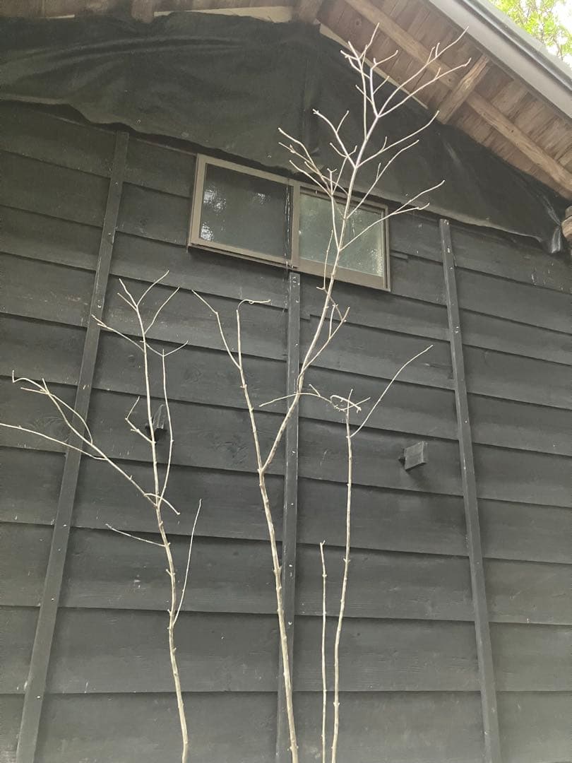 84 山採り　アオダモ