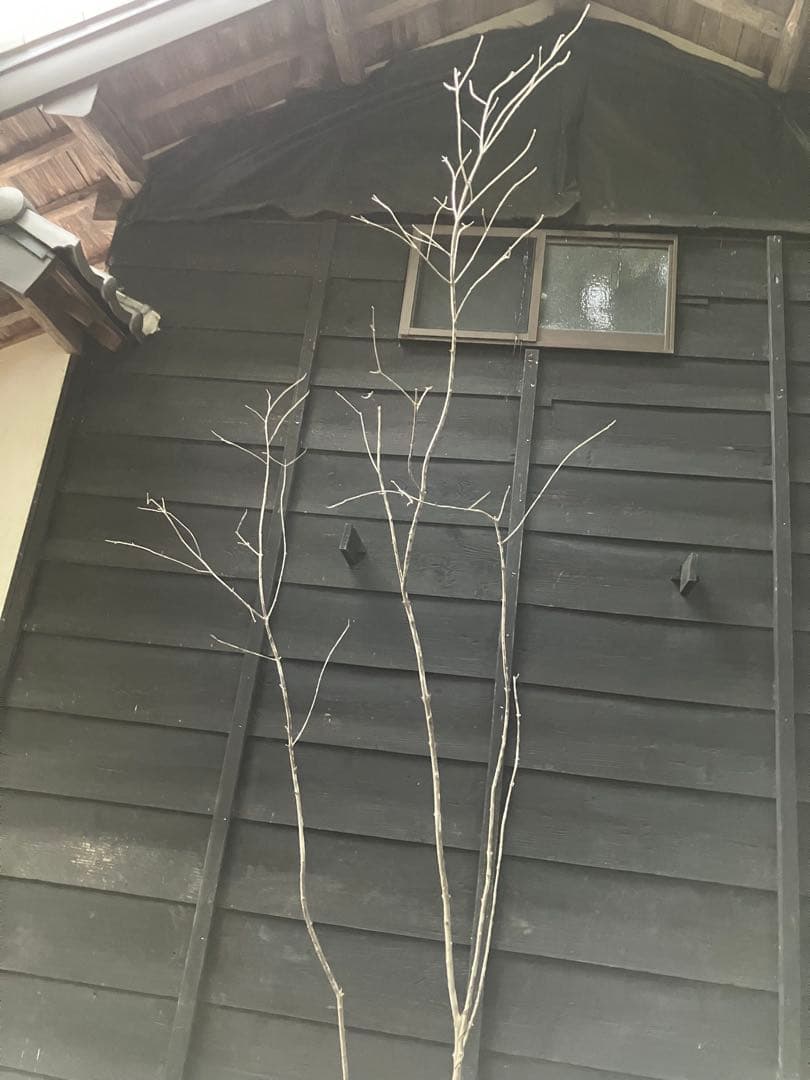 84 山採り　アオダモ