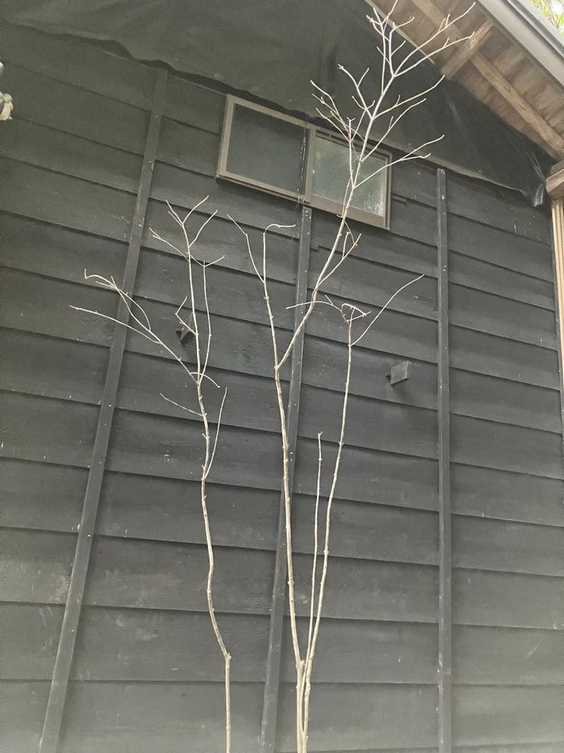 84 山採り　アオダモ