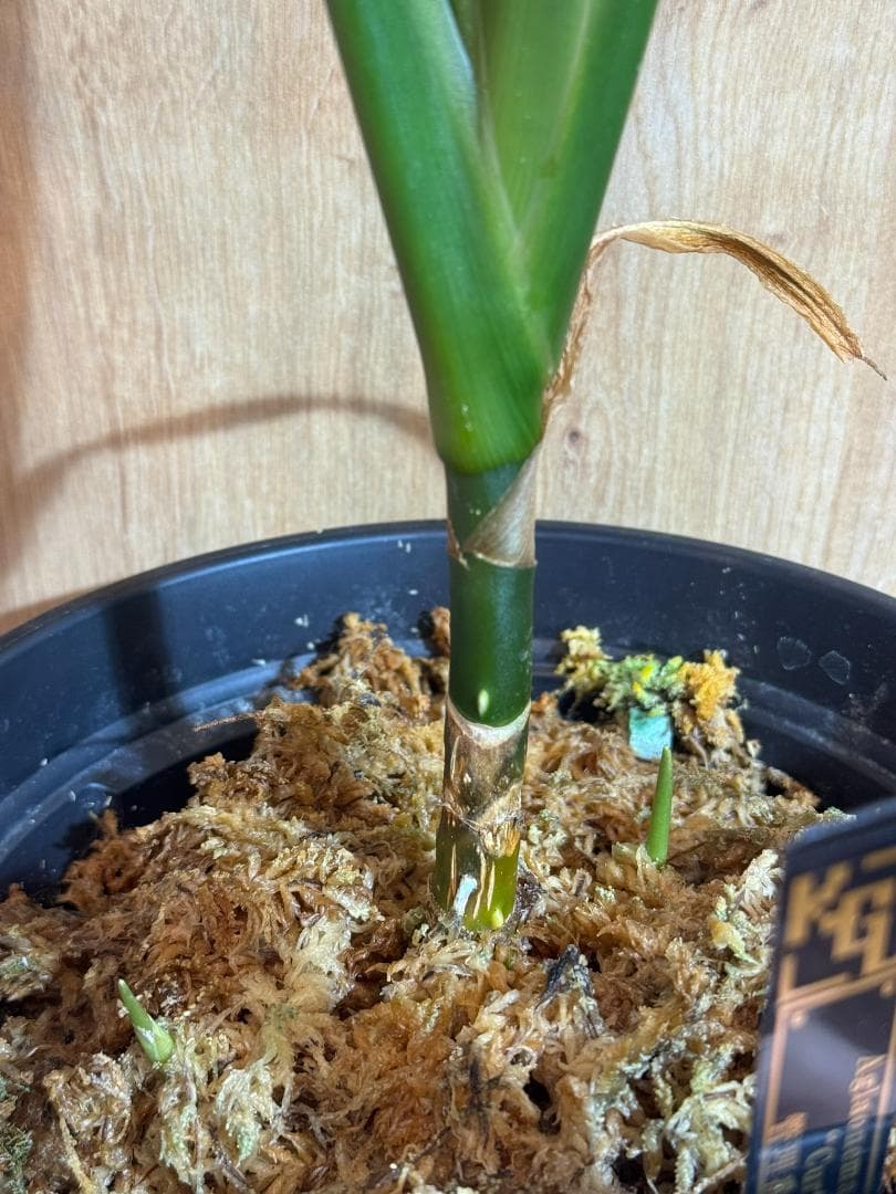 アグラオネマ 二ティドゥーム カーティシー 管理番号0055