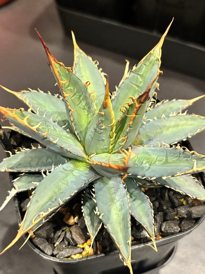 アガベ 妖帝 ハイブリッド エボリスピナ×帝君 希少】アガベ 妖炎✕黒帝