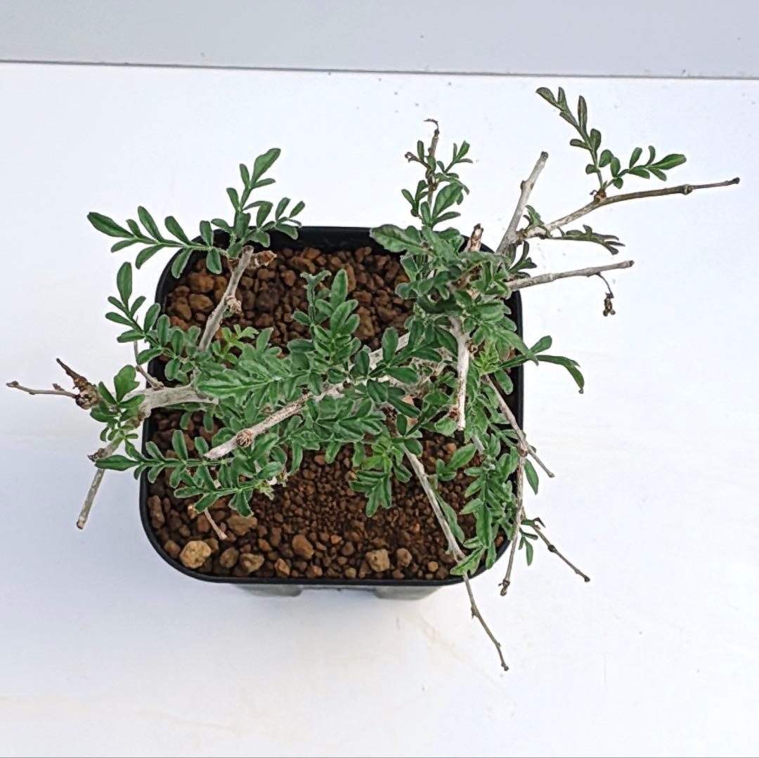 オペルクリカリア　ヒファエノイデス