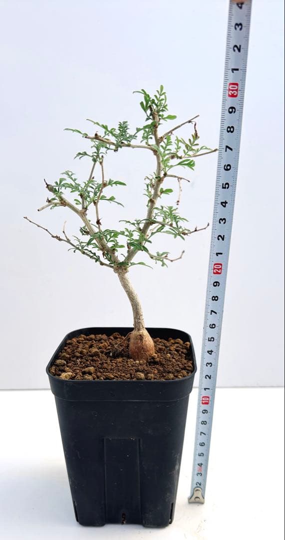 オペルクリカリア　ヒファエノイデス