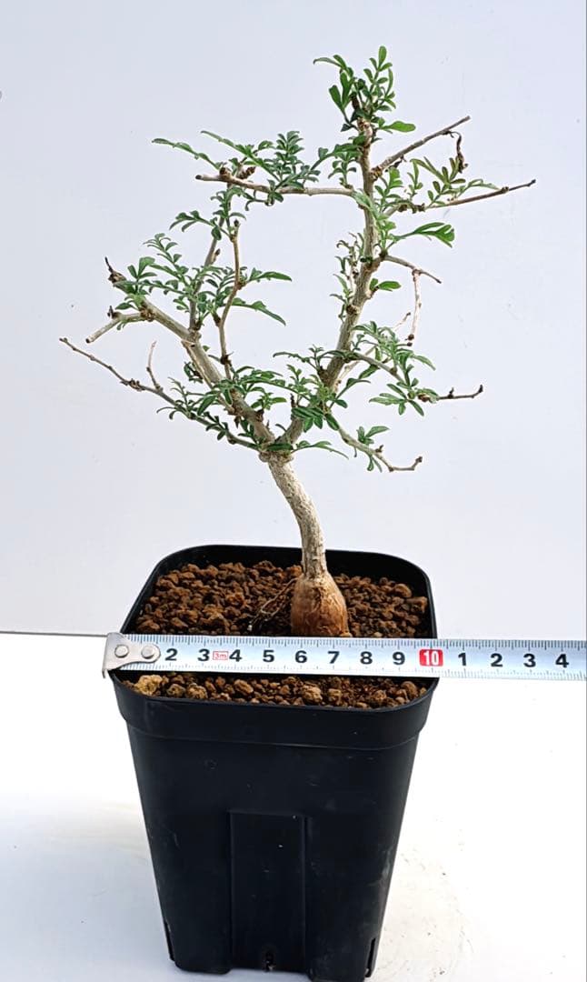 オペルクリカリア　ヒファエノイデス