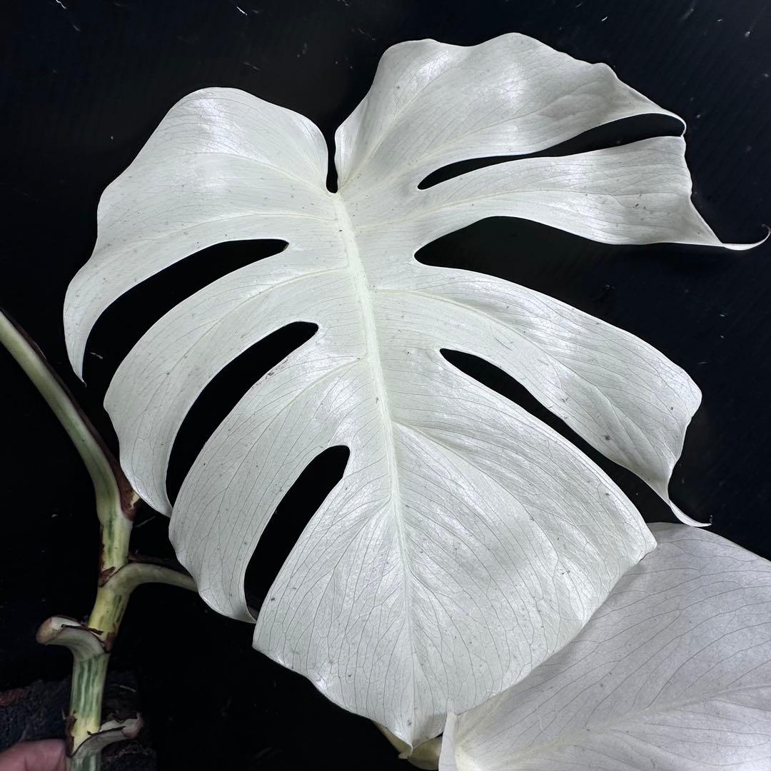 ヤ*マ様 斑入りモンステラ極上ホワイトタイガーフルムーンベアルート発