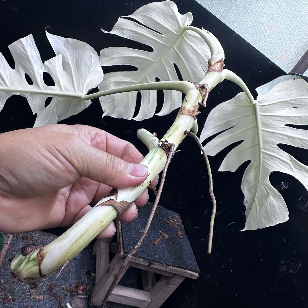 ヤ*マ様 斑入りモンステラ極上ホワイトタイガーフルムーンベアルート発