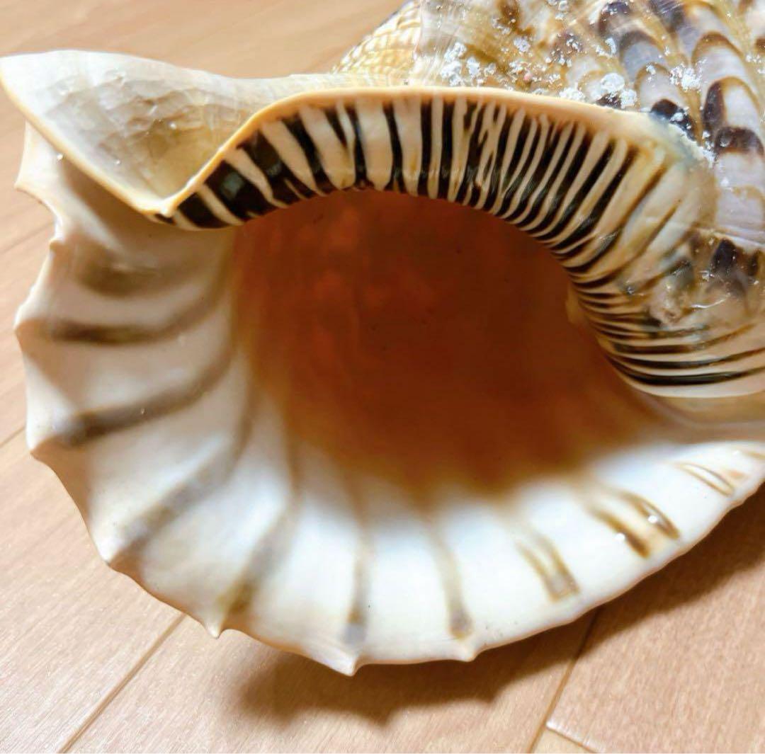 沖縄】天然ホラ貝 法螺貝 ホラ貝 インテリア 魔除け - メルカリ
