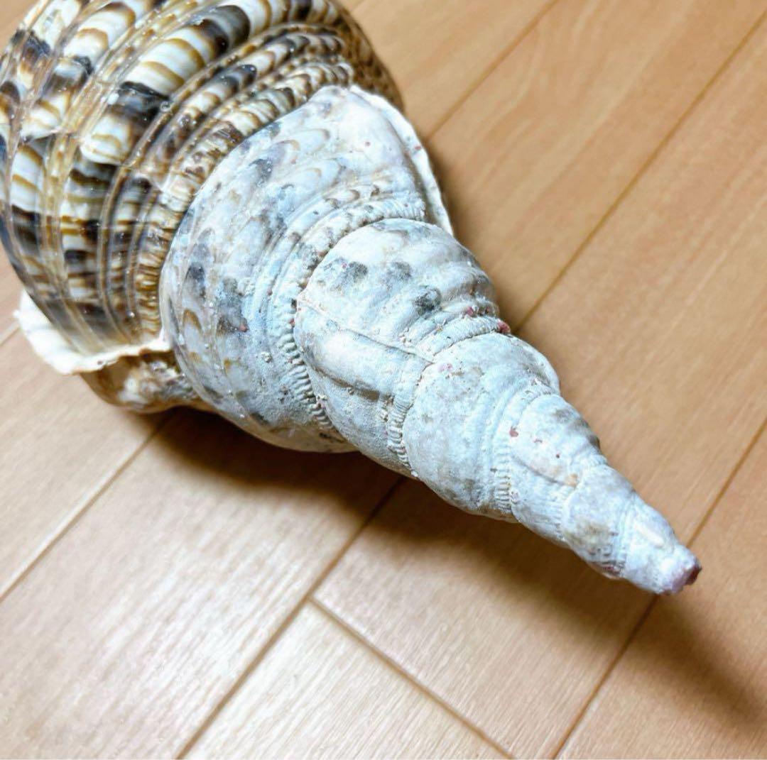 沖縄】天然ホラ貝 法螺貝 ホラ貝 インテリア 魔除け - メルカリ