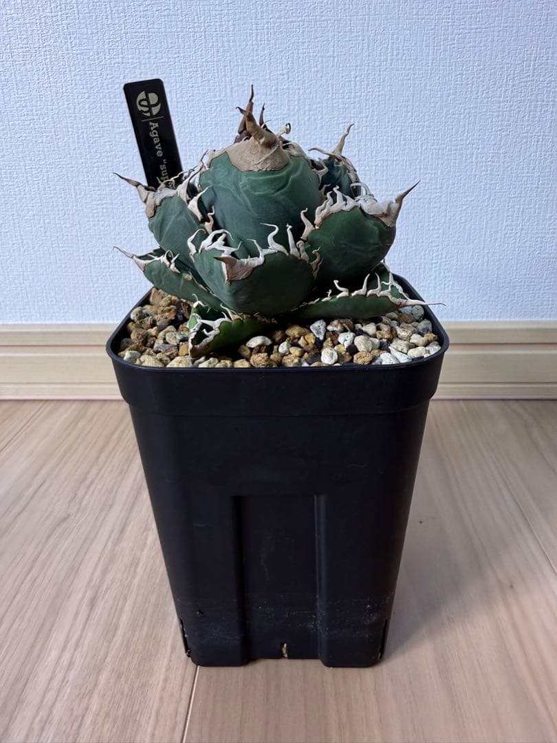 アガベ スーパーチタノタ 悪魔くん - メルカリ