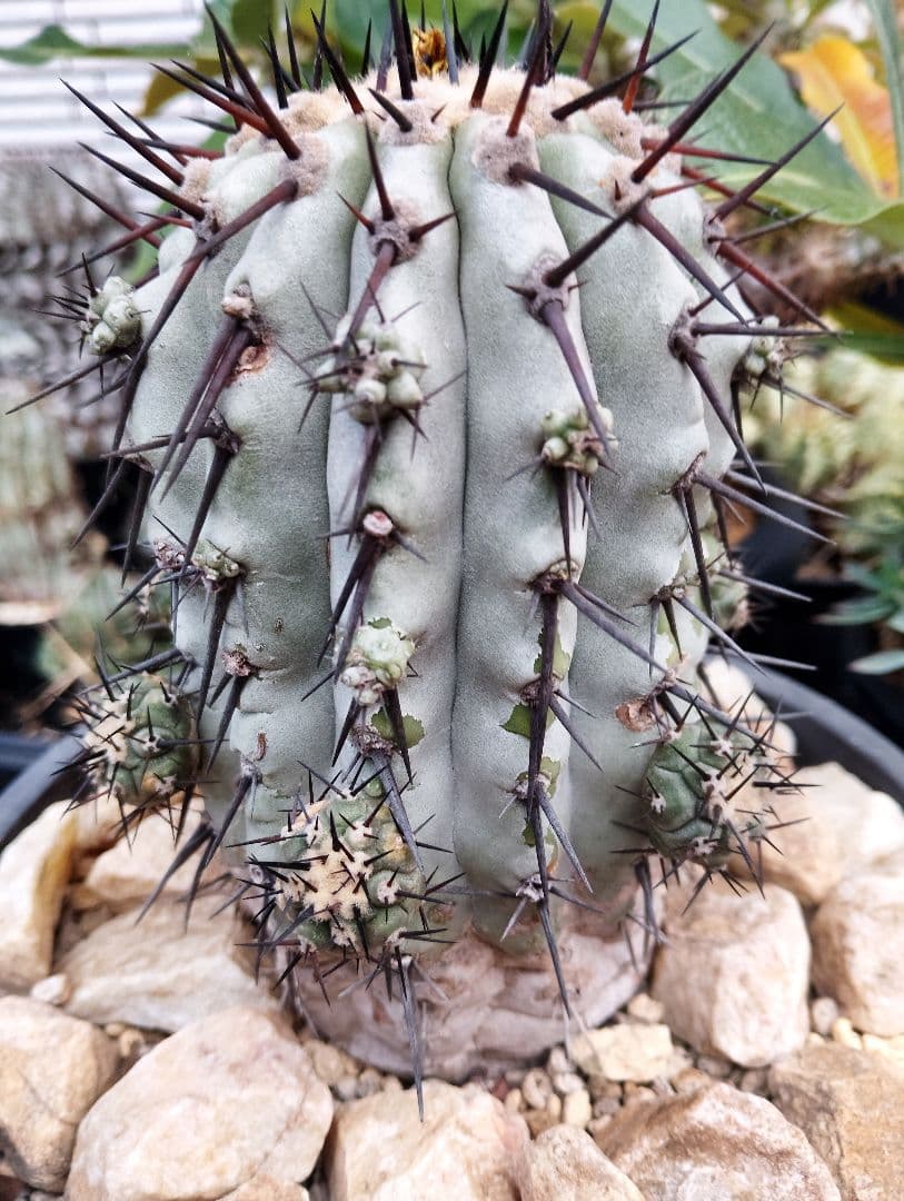 \"特選\" サボテン コピアポア 黒王丸