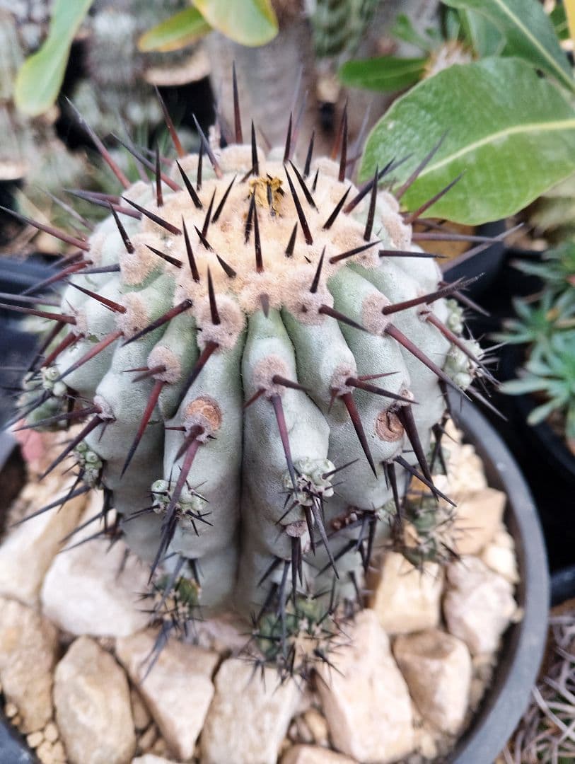 \"特選\" サボテン コピアポア 黒王丸