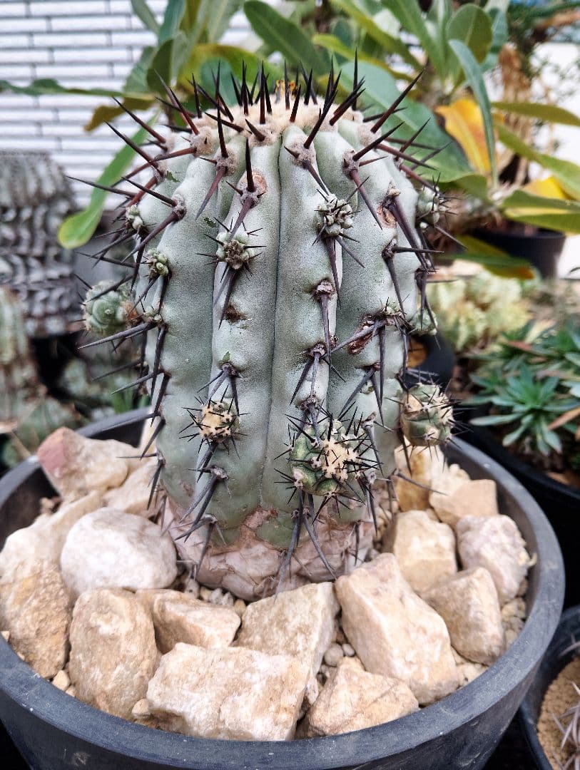 \"特選\" サボテン コピアポア 黒王丸