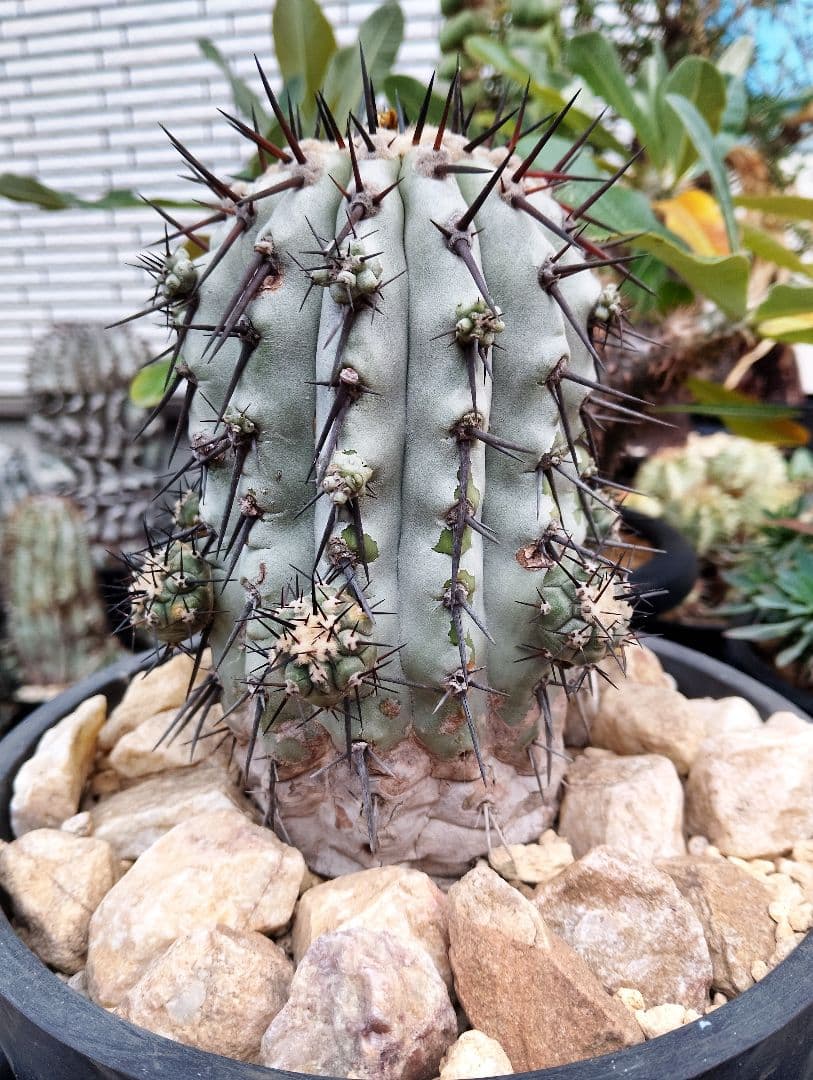 \"特選\" サボテン コピアポア 黒王丸