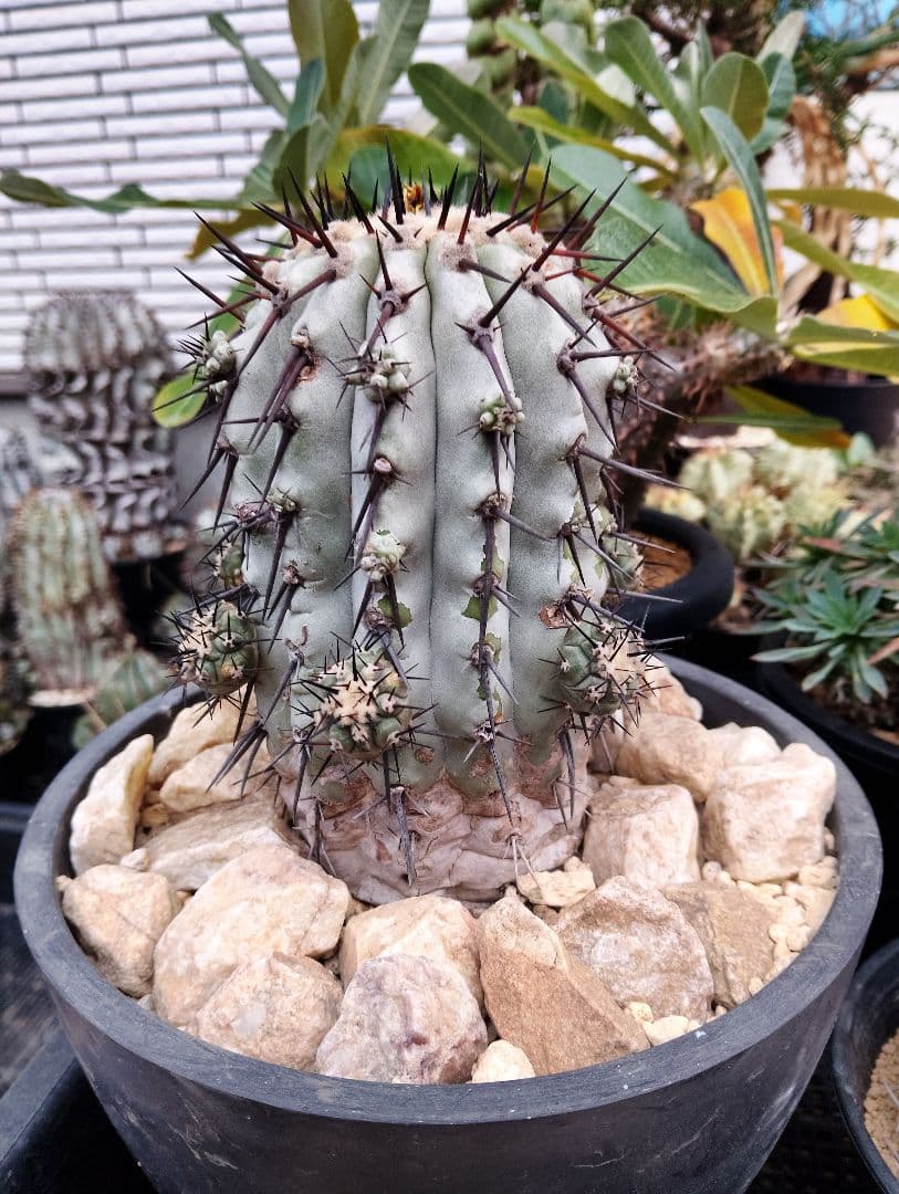 \"特選\" サボテン コピアポア 黒王丸