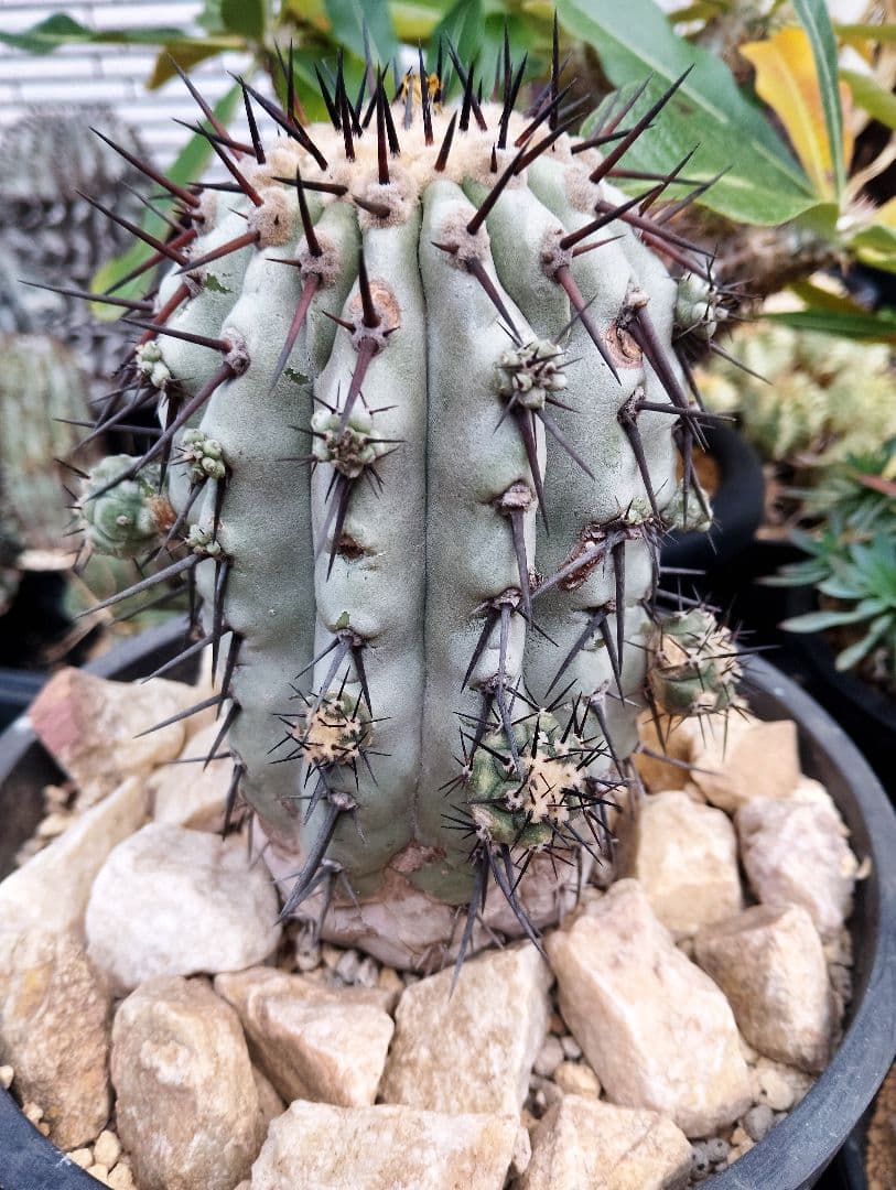 \"特選\" サボテン コピアポア 黒王丸