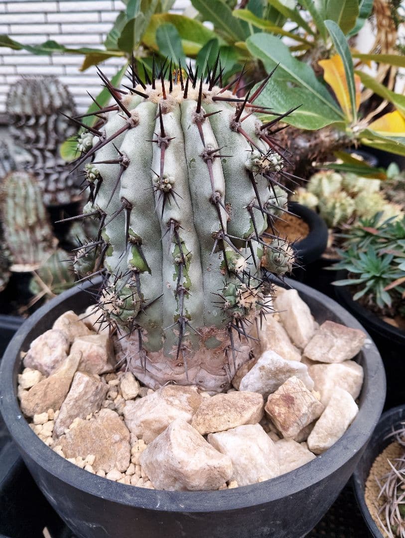 \"特選\" サボテン コピアポア 黒王丸