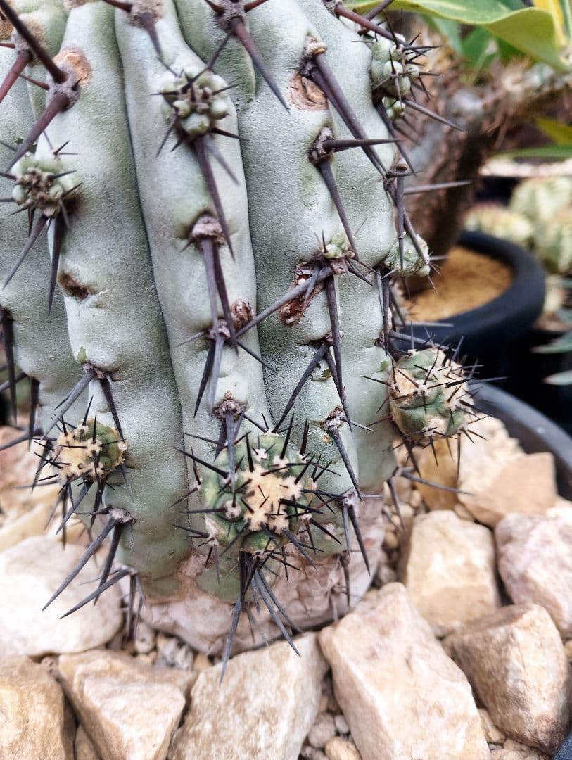 \"特選\" サボテン コピアポア 黒王丸