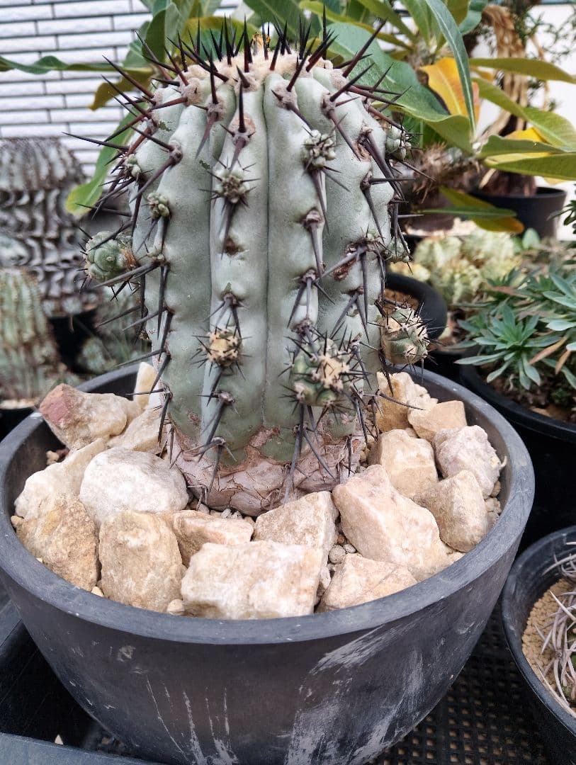 \"特選\" サボテン コピアポア 黒王丸