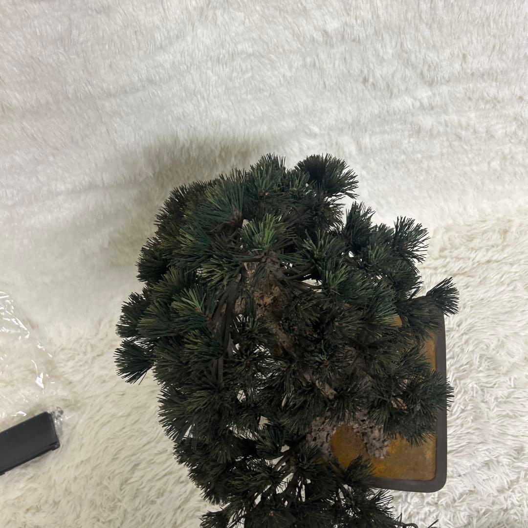 【美品】造花 盆栽 レプリカ 松　ビッグサイズ
