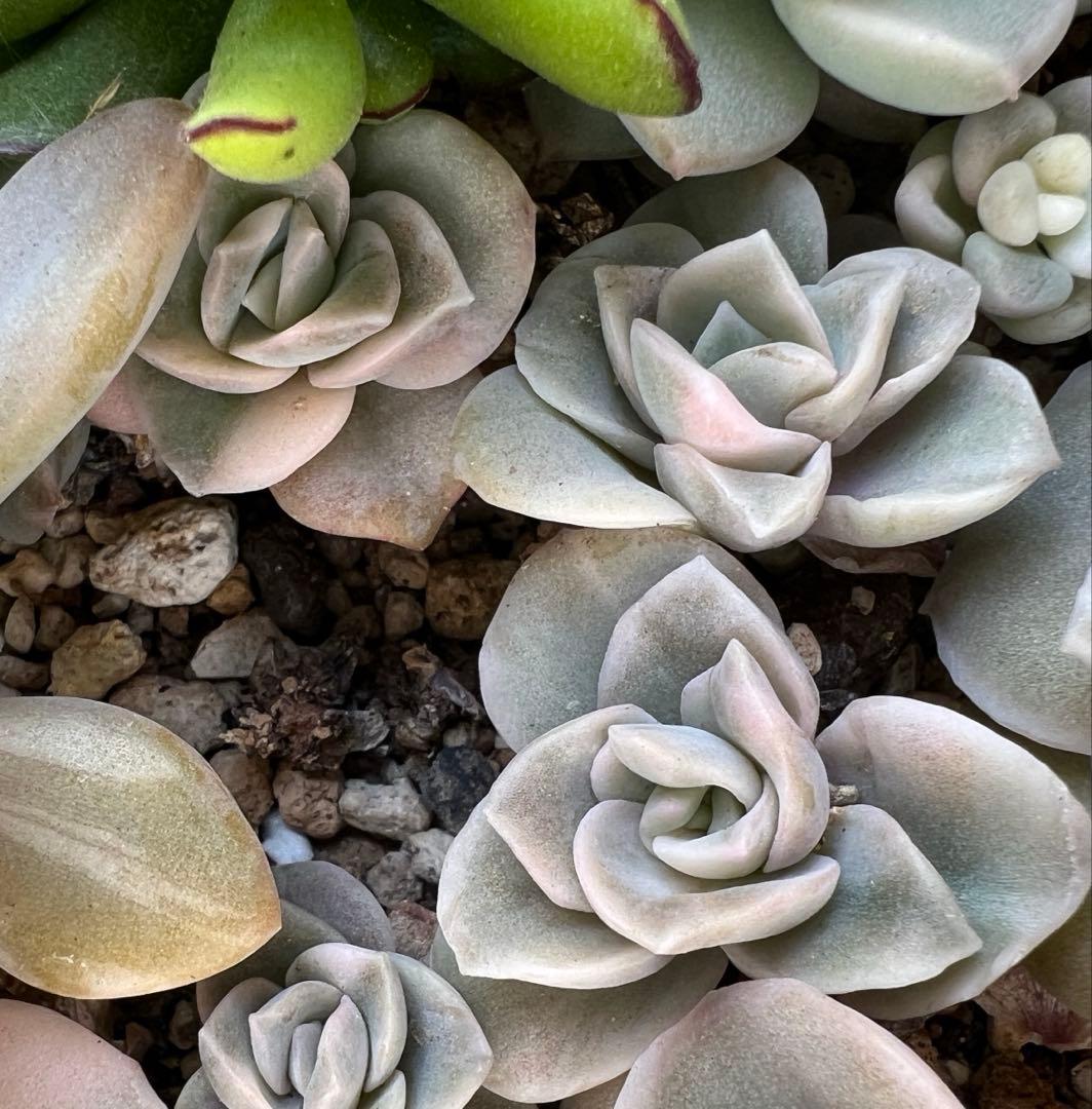 多肉植物 ラブリーローズ錦➃ 抜き苗 - メルカリ