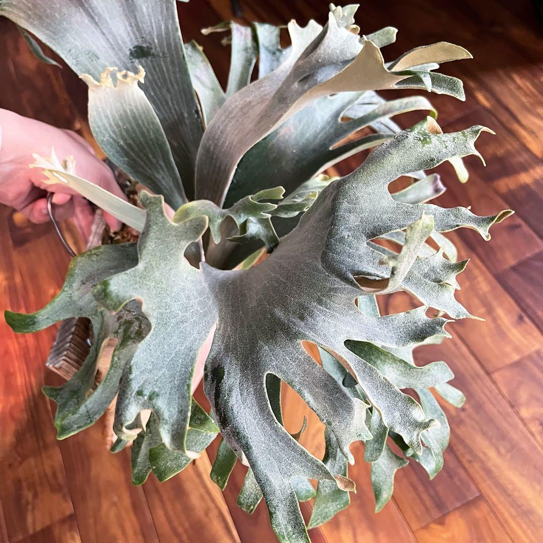 Hips ziriziri 癖強 子株 株分け ビカクシダ