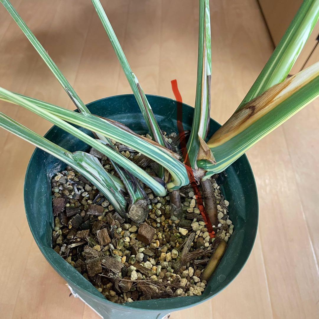 モンステラ　デリシオーサ　クリームブリュレ　クレームブリュレ