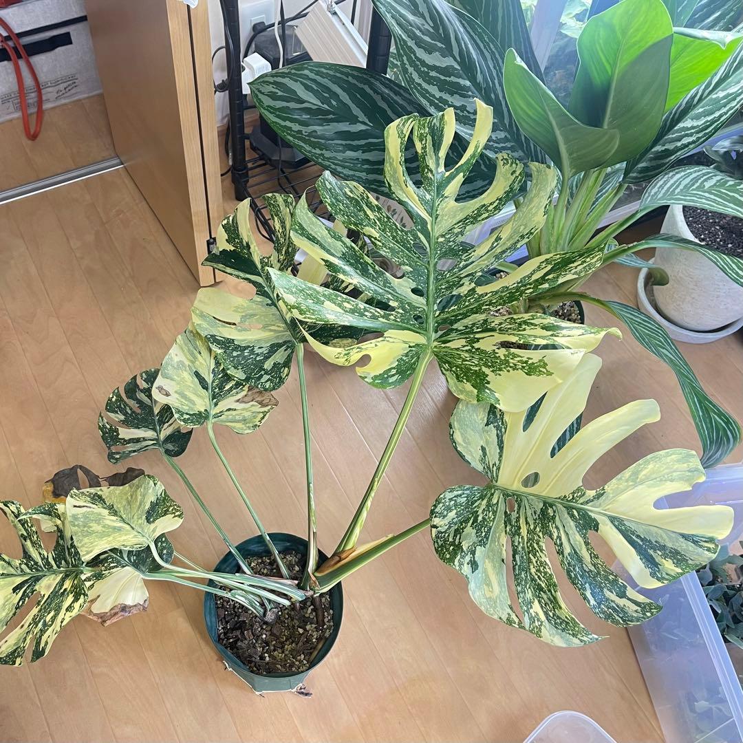 モンステラ　デリシオーサ　クリームブリュレ　クレームブリュレ