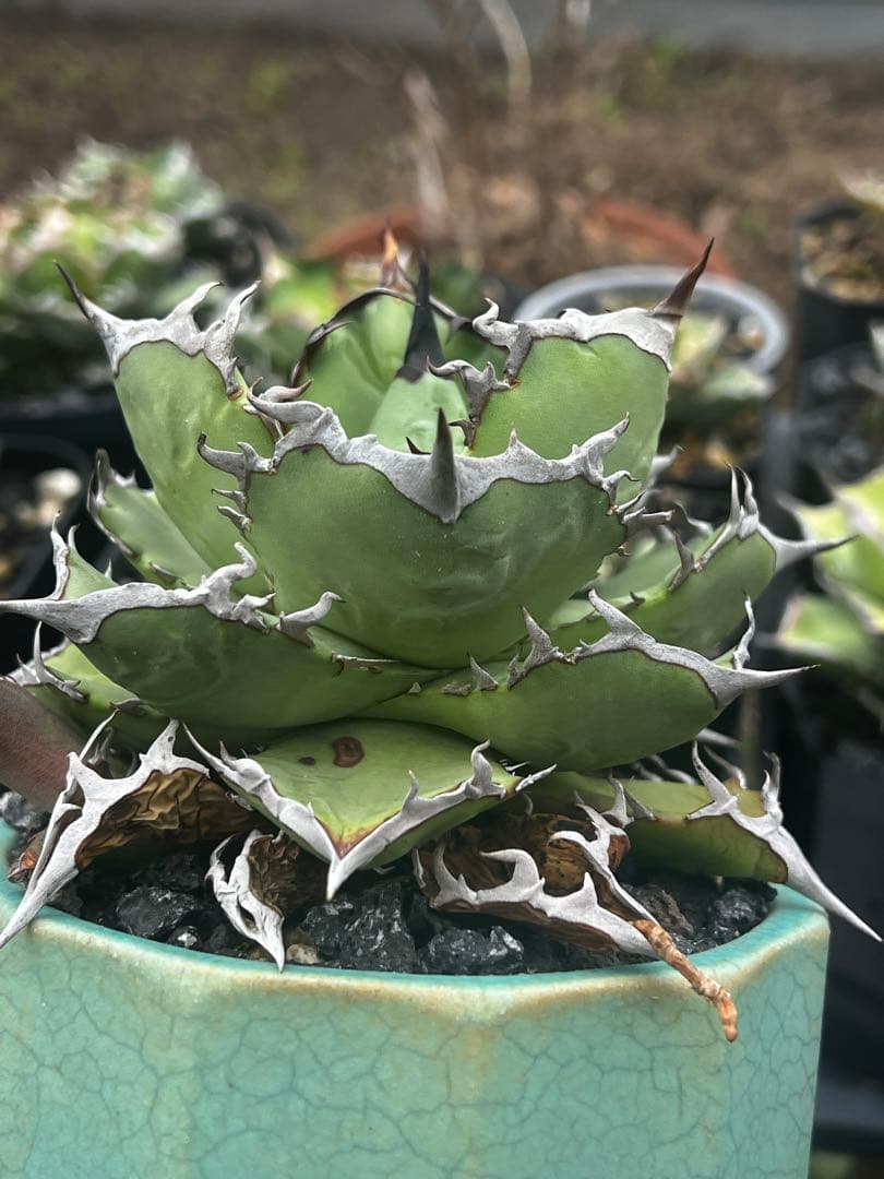 アガベ チタノタ CJ ノーネーム 子株 - メルカリ