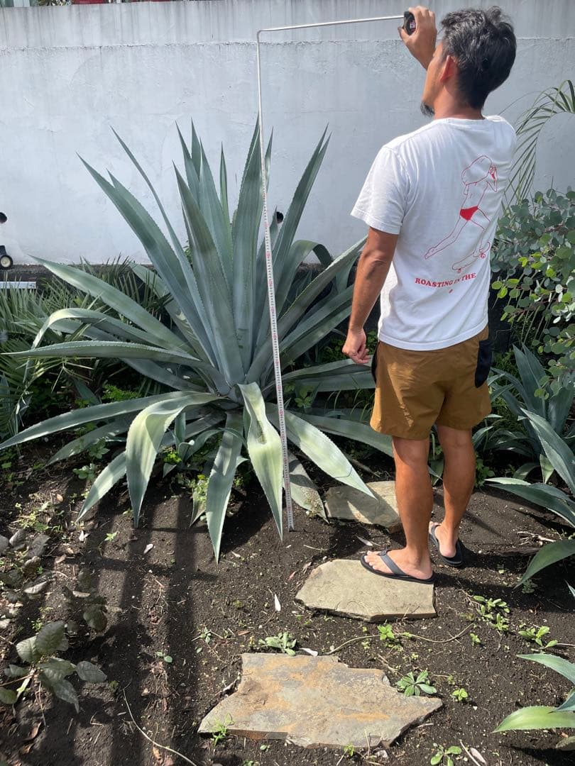 特大　アガべ　リュウゼツラン　アメリカーナ　【横浜市引き取り可能な方】