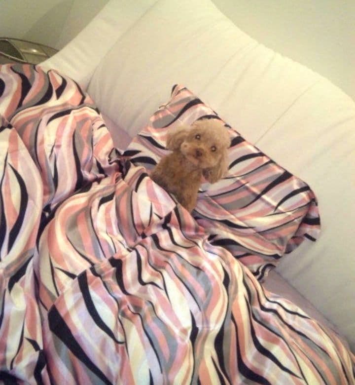 新品＊Rady＊レディーハウスライン＊マルチサテン生地布団カバーダブル＊武藤静香